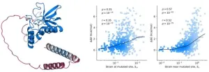 Protein mutant stability can be inferred from AI-predicted structures