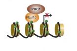 Protein paves the way for correct stem cell differentiation