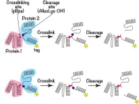 Protein secrets unveiled: Newl molecular insight of protein–protein interactions