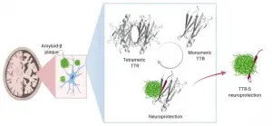 Protein that can be toxic in the heart and nerves may help prevent Alzheimers