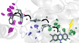 Proteins guide electrons to the right place