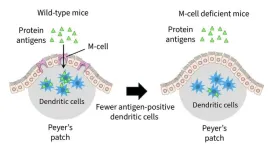 Proteins in meat, milk, and other foods suppress gut tumors