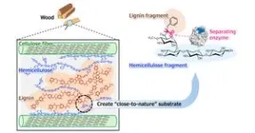 Proteins in meat, milk, and other foods suppress gut tumors 2