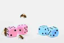 Proteins roll the dice to determine bee sex