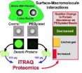 Proteomic analysis of immunocamouflaged surfaces