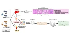 Proteomics uncover sexual dimorphism and immune changes in aging mice with Werner syndrome