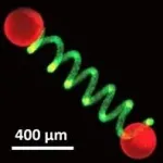 Protocells spring into action