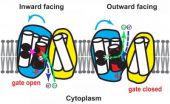 Protons power protein portal to push zinc out of cells