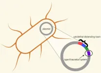 Providencia rustigianii has virulence gene akin to Salmonella’s