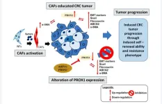 PROX1/α-SMA correlated with colorectal cancer progression, poor outcomes and therapeutic resistance