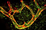 Pruning of blood vessels: Cells can fuse with themselves