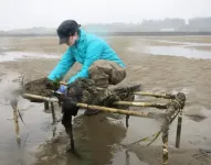 PSU study finds chemicals from human activities in transplanted oysters far from population centers