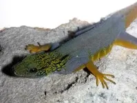 Psychedelic rock gecko among dozens of species in need of further conservation protection in Vietnam 2