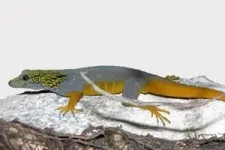 Psychedelic rock gecko among dozens of species in need of further conservation protection in Vietnam 3