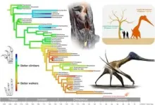 Pterosaurs needed feet on the ground to become giants 3