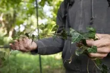 Public gardens contribute to invasives problem 2