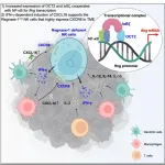 Pulling out the stops: Deletion of regnase-1 promotes anti-tumor activity in NK cells