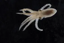 Pumped for frigid weather: study pinpoints cold adaptations in nervous system of Antarctic octopus