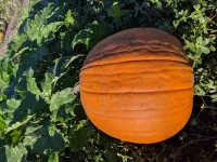 Pumpkin disease not evolving, could make a difference for management