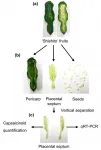 Pungent-variable of sweet chili pepper Shishito: genes and seeds