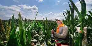 Purdue Innovates licenses novel short-stature corn technology to Ag Alumni Seed