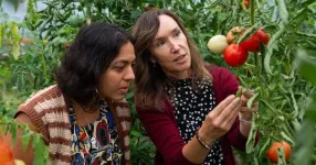 Purdue-led TOMI project receives $3.5M grant to turn a decade of data into new tools and strategies for tomato farmers