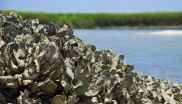 Purdue researcher cracks open secret of oysters' ability to stick together