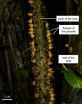 Putting the endoparasitic plants Apodanthaceae on the map