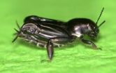 Pygmy mole crickets dont just walk on water, they jump on it