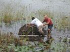 Pythons, lionfish and now willow invade Floridas waterways