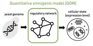 Quality control in artificial photosynthesis: validating natural antenna mimicry 3