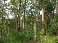 Queensland native forestry can help achieve global environment goals