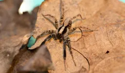 Rain can spoil a wolf spider’s day, too