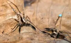 Rain can spoil a wolf spider’s day, too 3