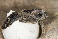 Rain or shine? How rainfall impacts size of sea turtle hatchlings 2