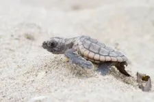 Rain or shine? How rainfall impacts size of sea turtle hatchlings 3