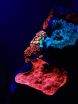 Rainbow of glowing corals discovered in depths of the Red Sea 2