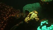 Rainbow of glowing corals discovered in depths of the Red Sea 3