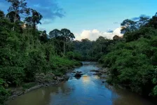 Rainforests next generation of trees threatened 30 years after logging