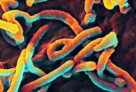 Rapid and durable protection against ebola virus with new vaccine regimens