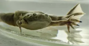 Rapid evolution: Researchers discover surprising novelty in mechanisms that determine sex of the African clawed frog