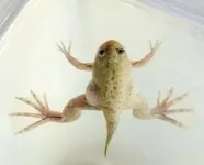 Rapid evolution: Researchers discover surprising novelty in mechanisms that determine sex of the African clawed frog 2