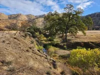 Rare beetle, rediscovered after 55 years, named in honor of Jerry Brown 2