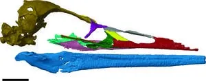 Rare bird skull from the age of dinosaurs helps illuminate avian evolution 2