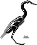 Rare bird skull from the age of dinosaurs helps illuminate avian evolution 3