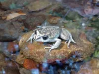 Rare frog rediscovered after 130 years