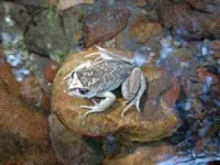 Rare frog rediscovered after 130 years 2