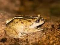 Rare frog rediscovered after 130 years 3