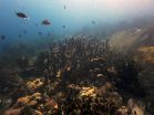 Rare glimpse into how coral procreates could aid future conservation