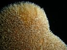 Rare glimpse into how coral procreates could aid future conservation 2